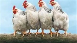 أسعار الفراخ البيضاء تستقر في بورصة الدواجن المصرية بعد تراجع متواصل